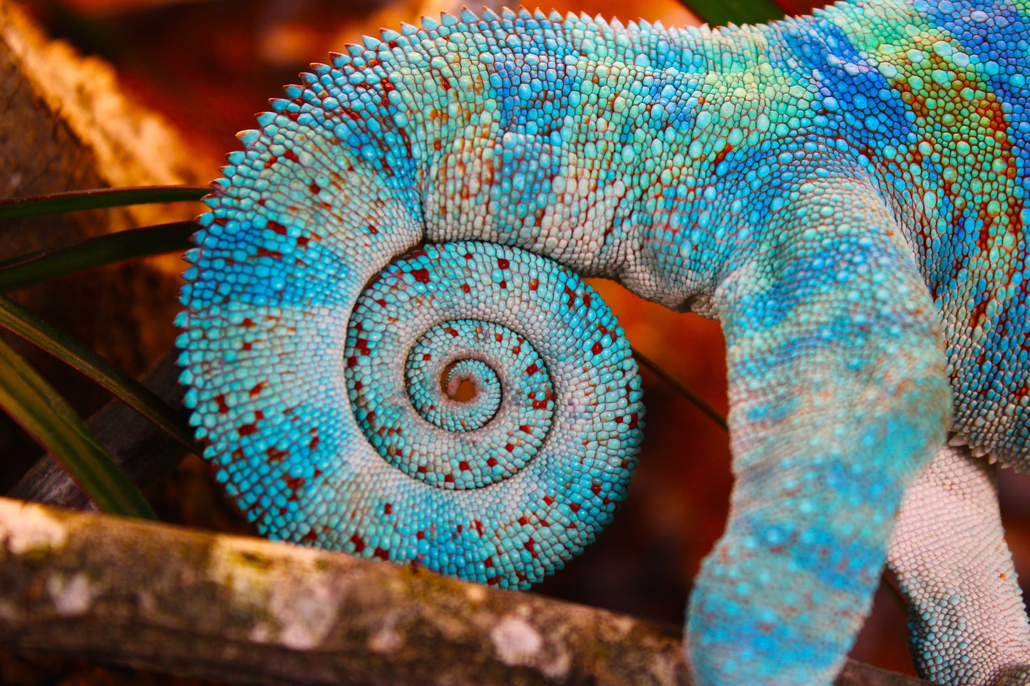 Blurple (Blue Ambanja) Panther Chameleon