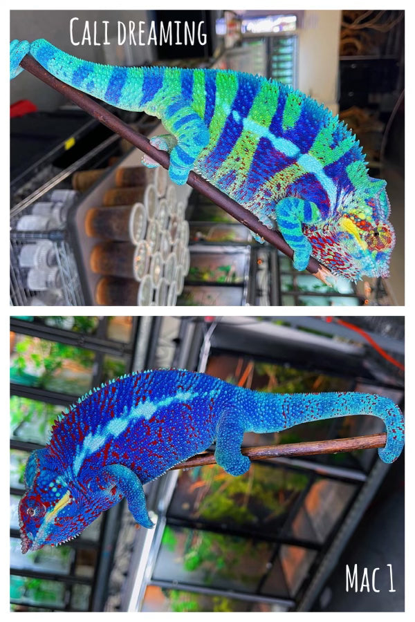 Blurple (Blue Ambanja) Panther Chameleon