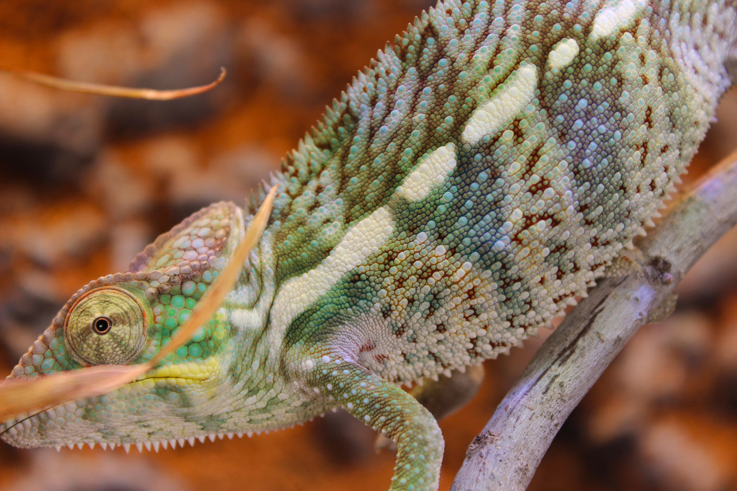 Nosy Faly Panther Chameleon