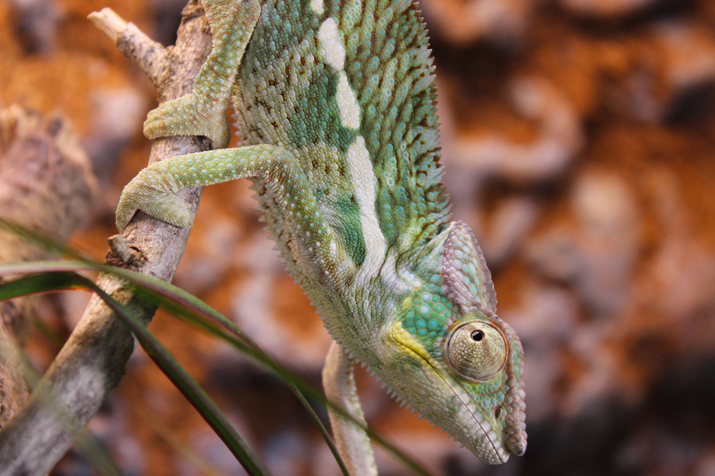 Nosy Faly Panther Chameleon