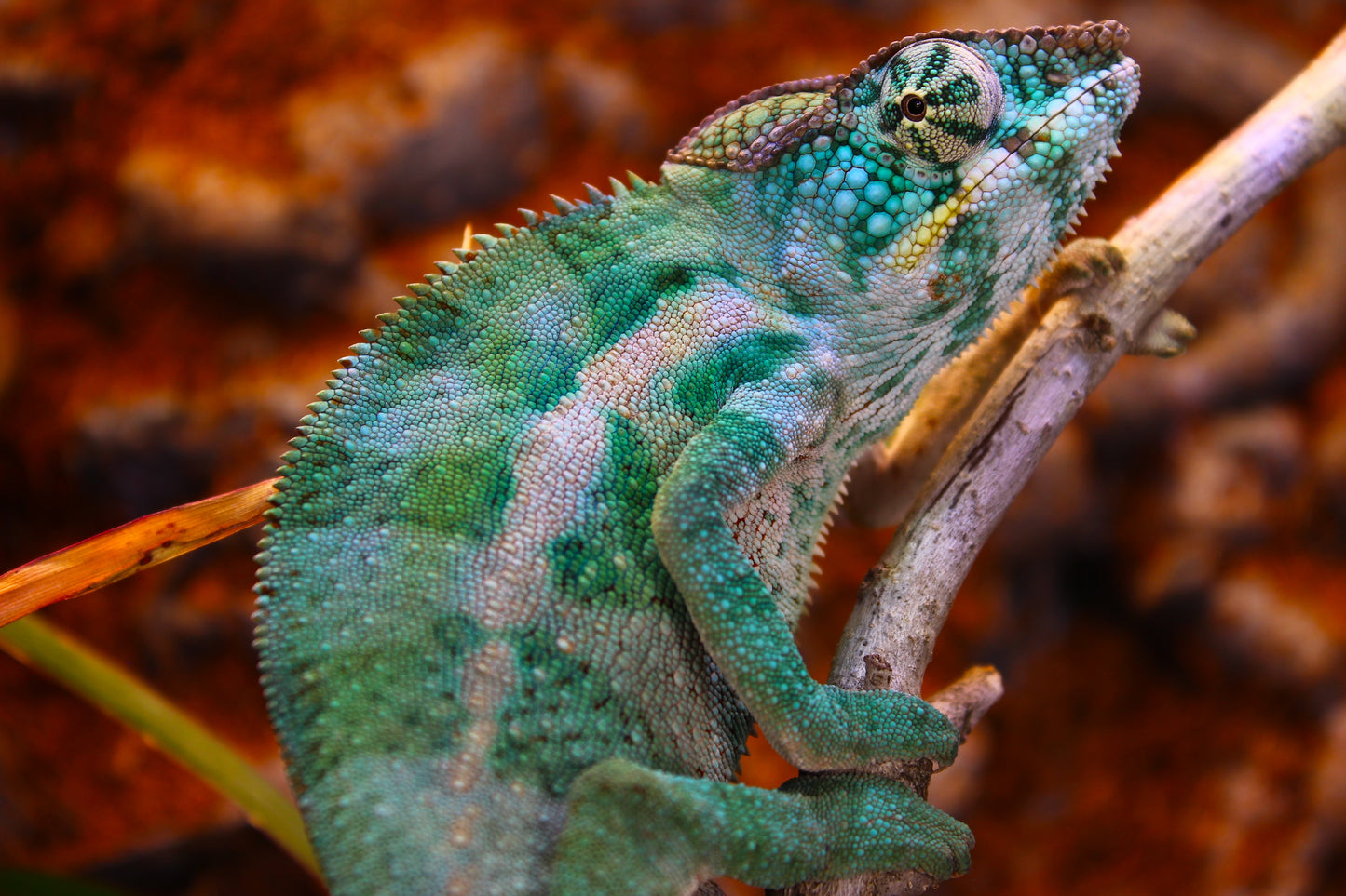 Nosy Faly Panther Chameleon