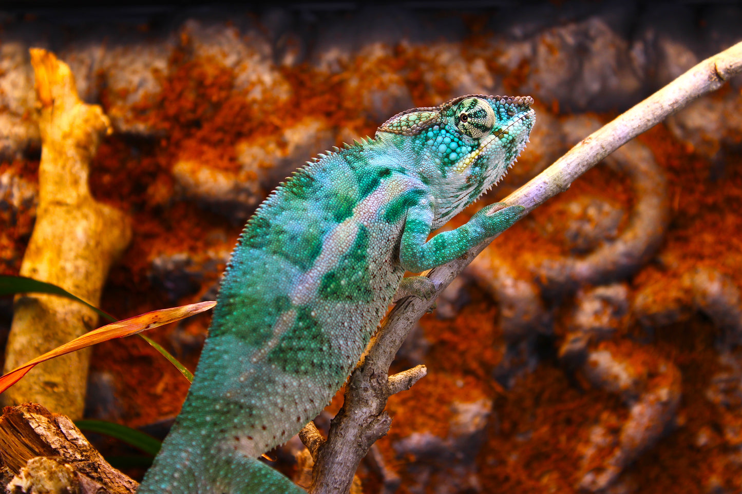 Nosy Faly Panther Chameleon