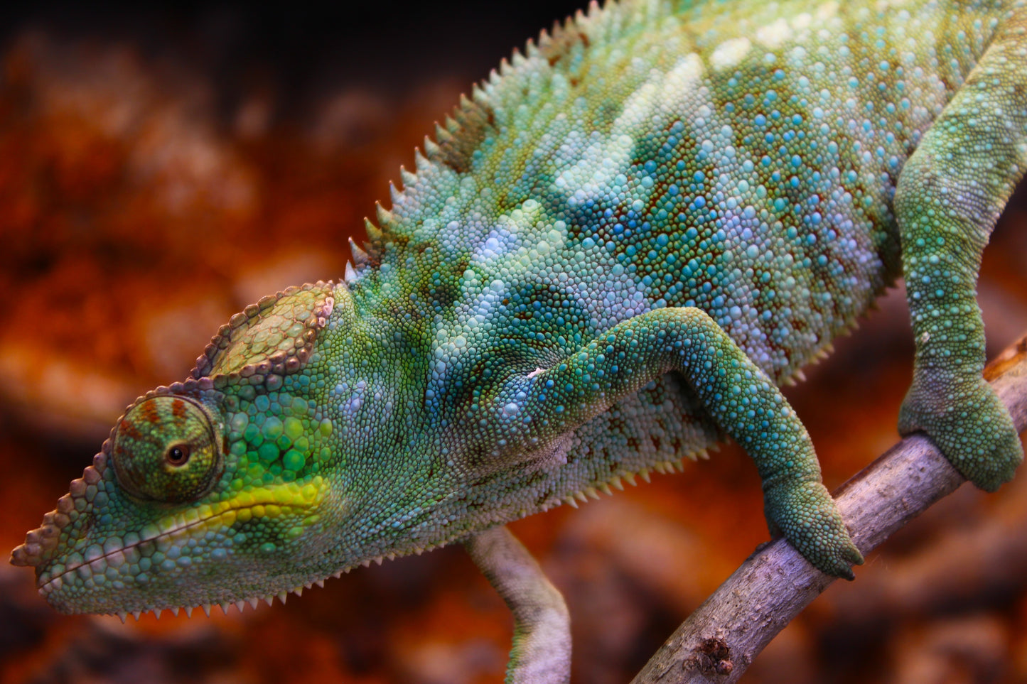 Ambanja Panther Chameleon