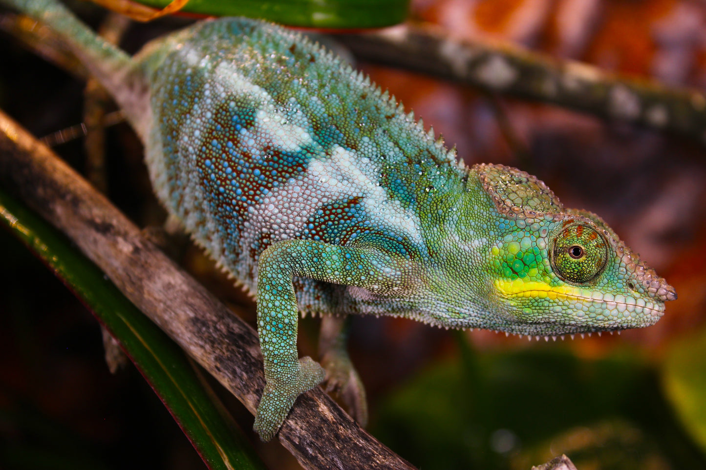 Ambanja Panther Chameleon
