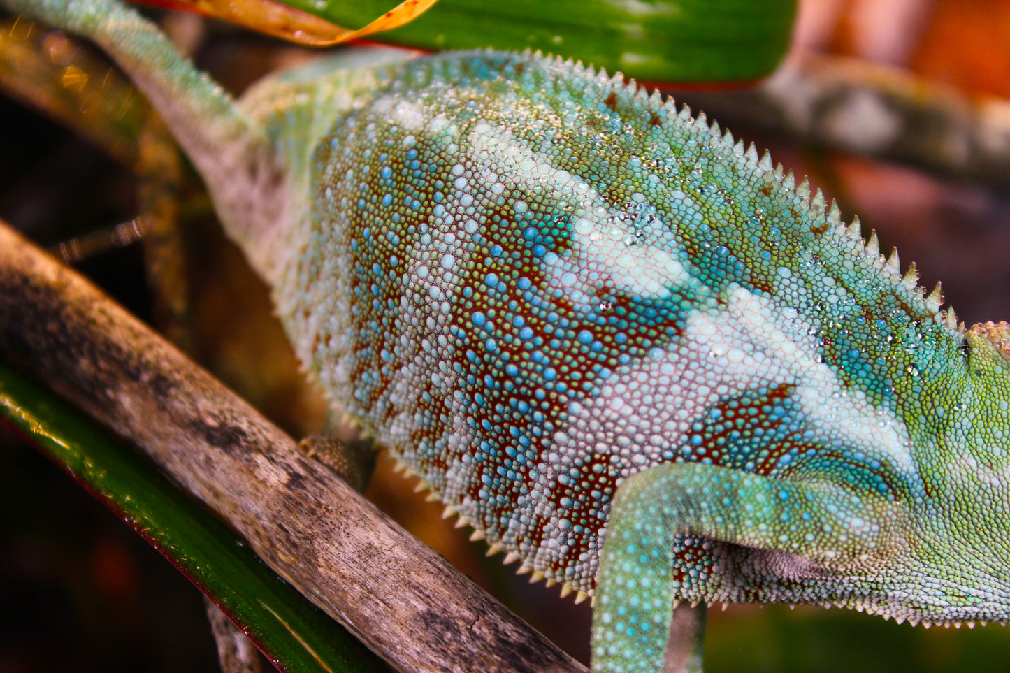 Ambanja Panther Chameleon