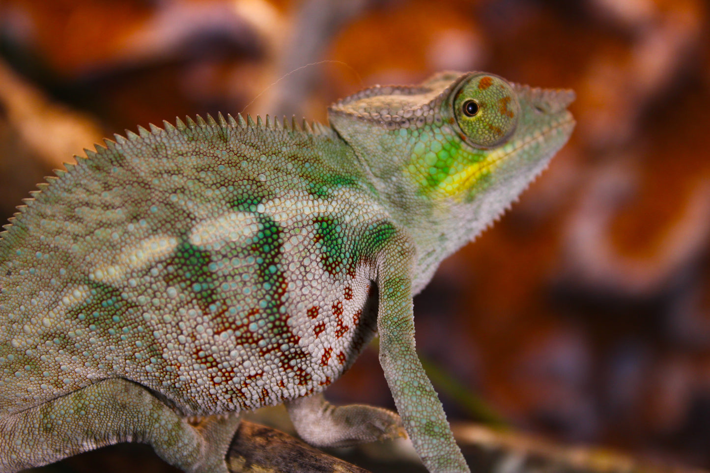 Ambanja Panther Chameleon