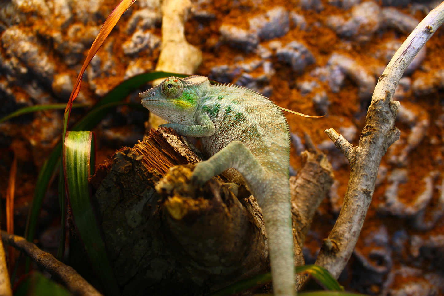 Ambanja Panther Chameleon