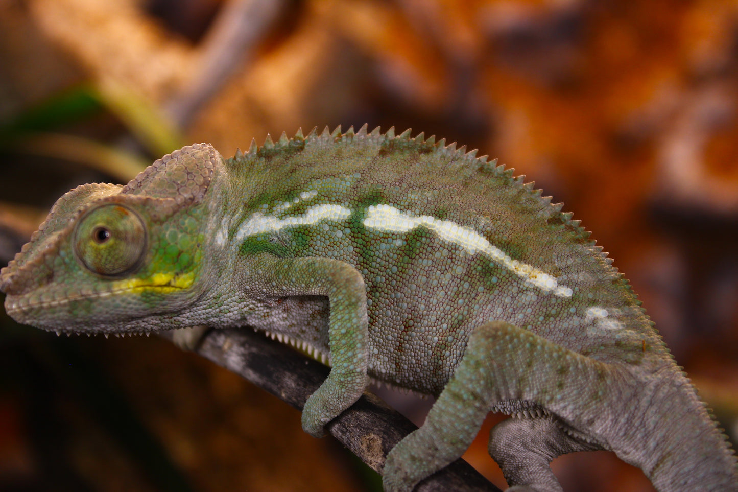Ambanja Panther Chameleon