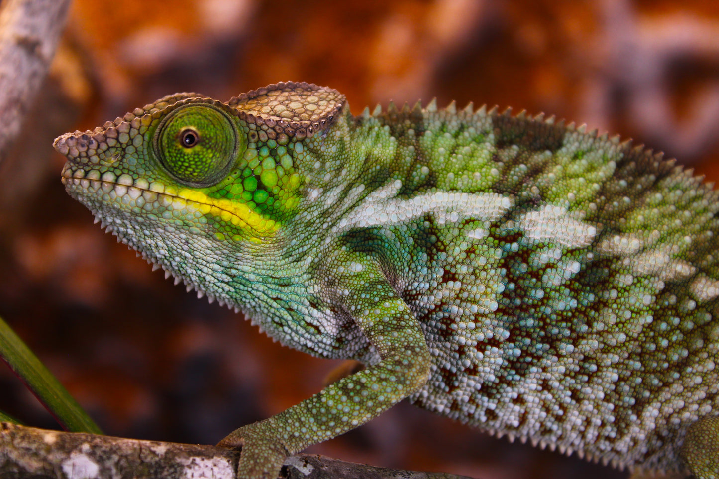 Ambanja x Ambilobe Panther Chameleon