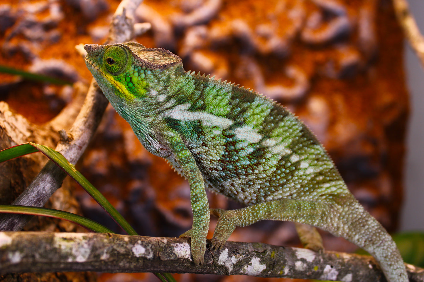 Ambanja x Ambilobe Panther Chameleon