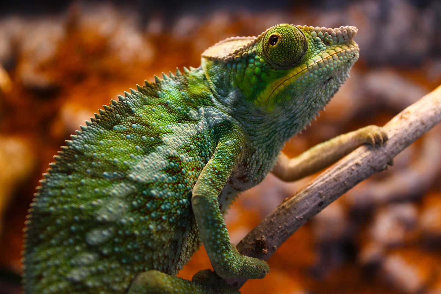Ambanja x Ambilobe Panther Chameleon