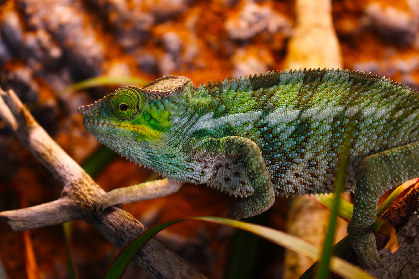 Ambanja x Ambilobe Panther Chameleon
