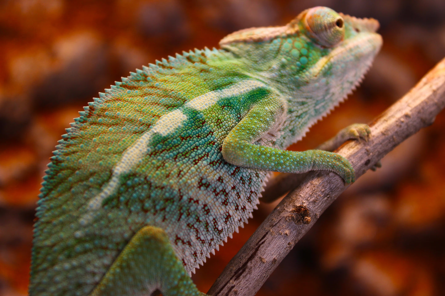 Ambanja x Ambilobe Panther Chameleon