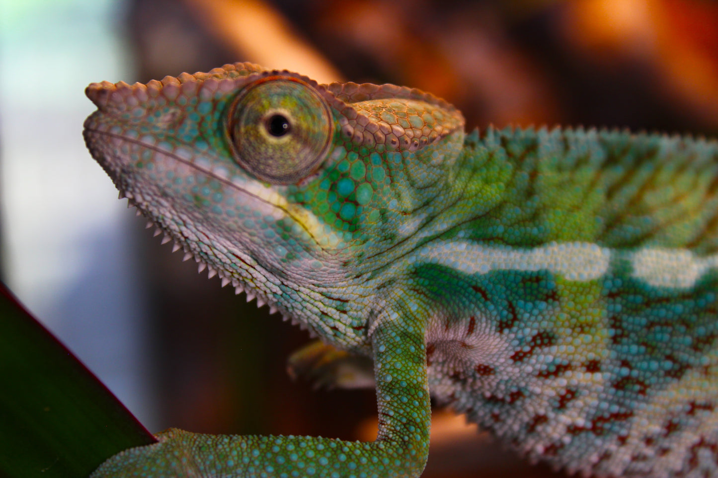Ambanja x Ambilobe Panther Chameleon