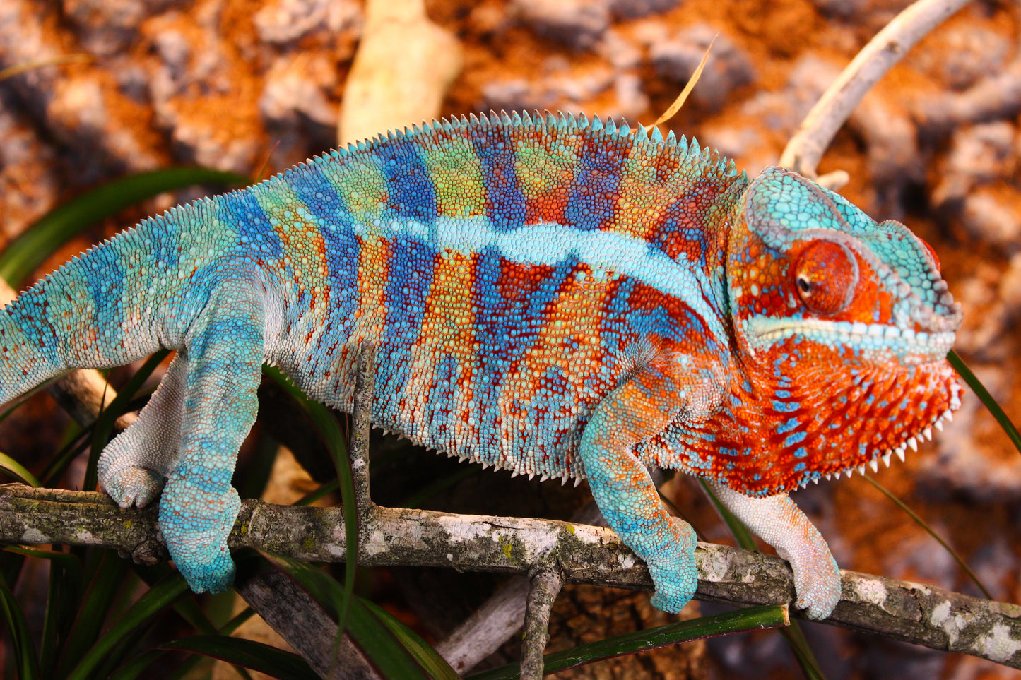 Blurple (Blue Ambanja) Panther Chameleon