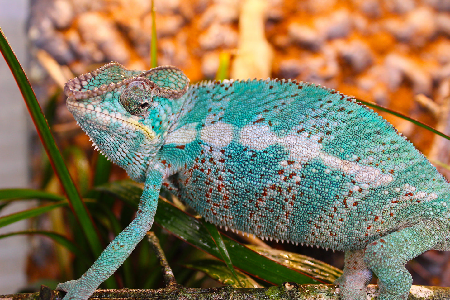 Nosy Faly Panther Chameleon