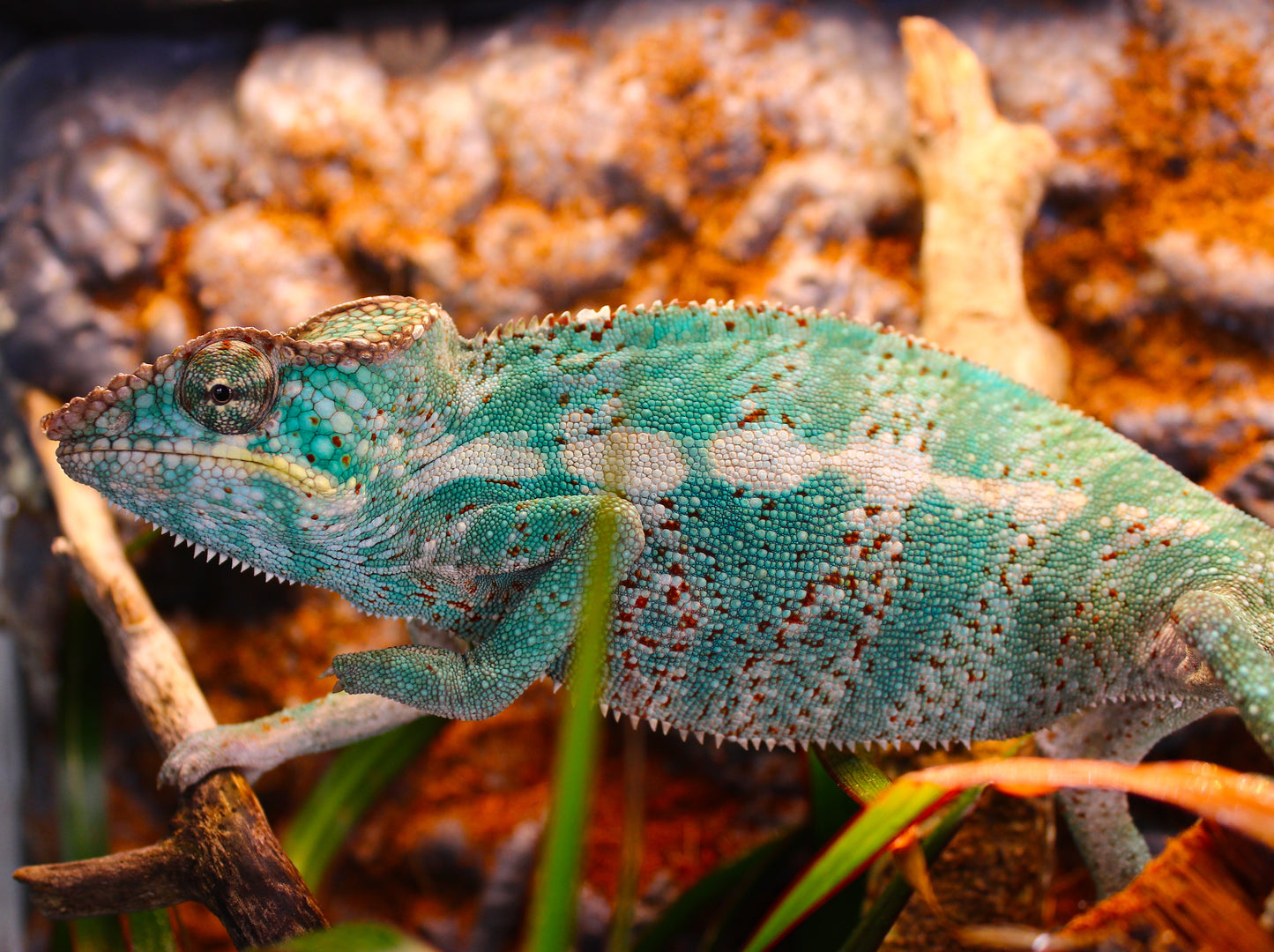 Nosy Faly Panther Chameleon
