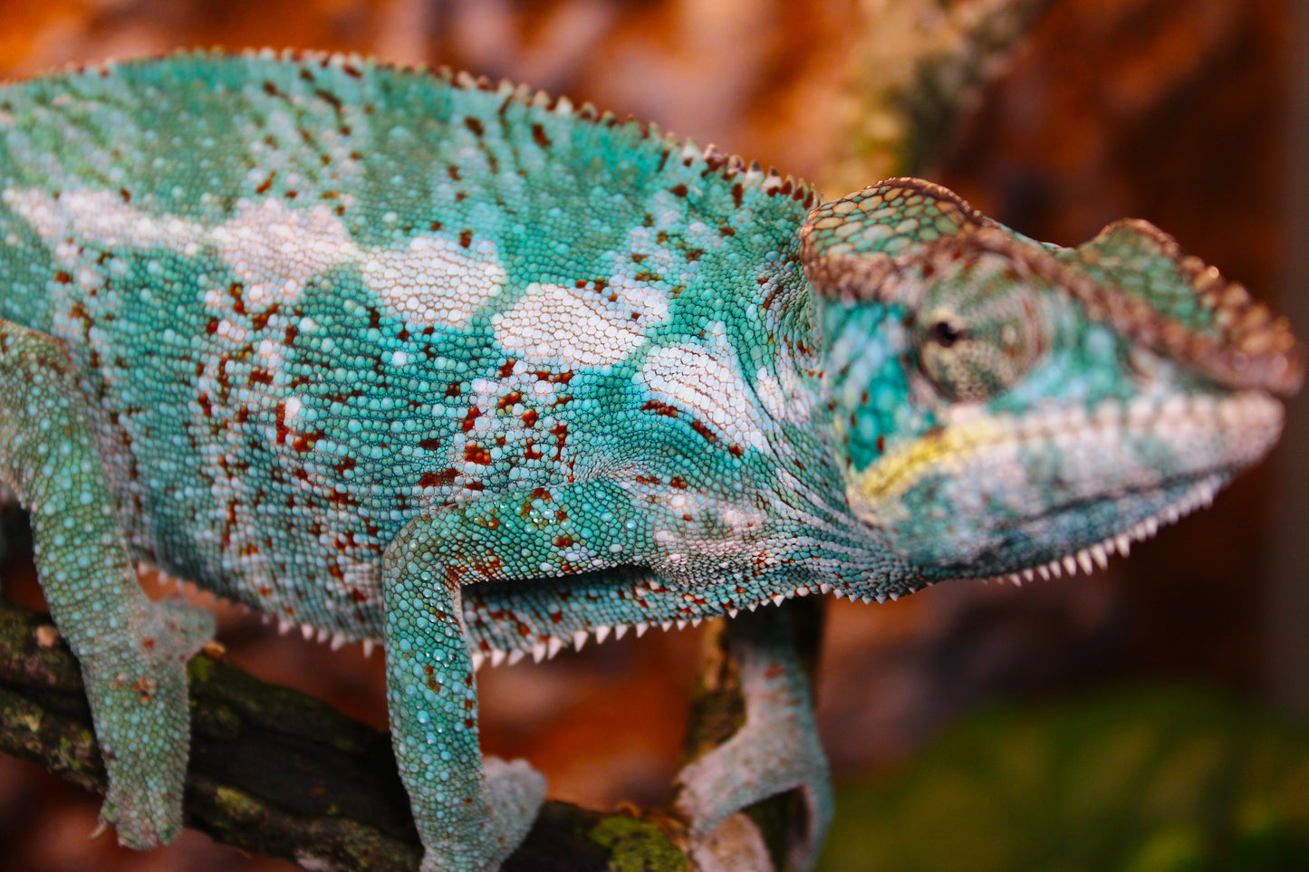 Nosy Faly Panther Chameleon