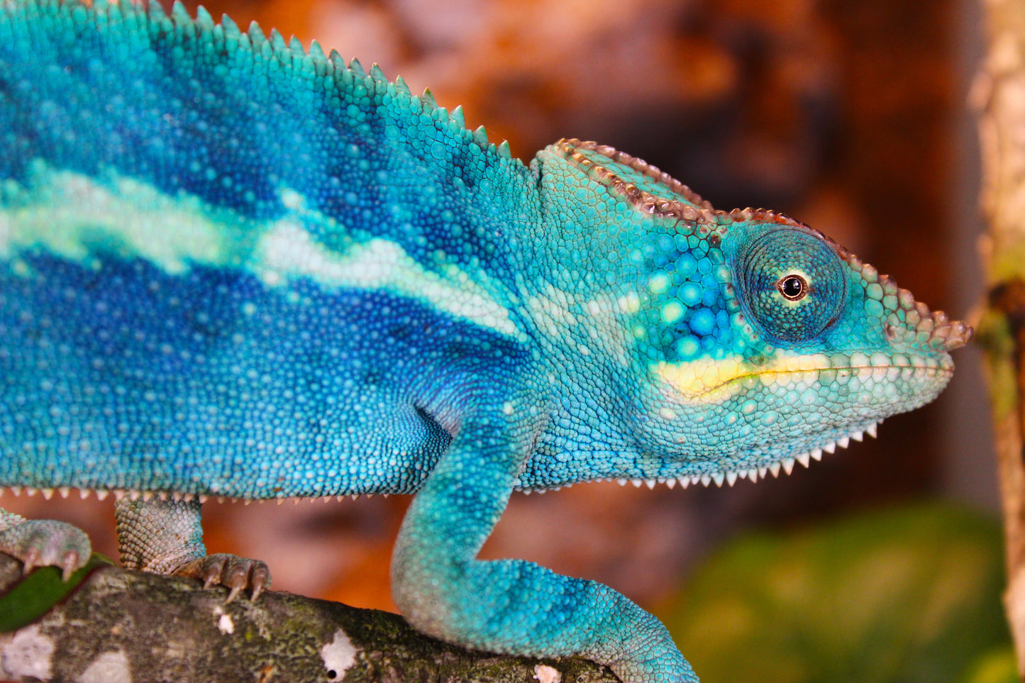 Blurple (Blue Ambanja) Panther Chameleon