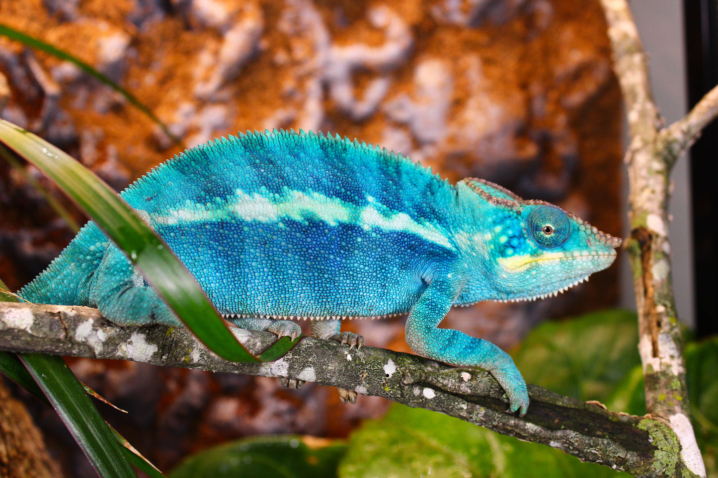 Blurple (Blue Ambanja) Panther Chameleon