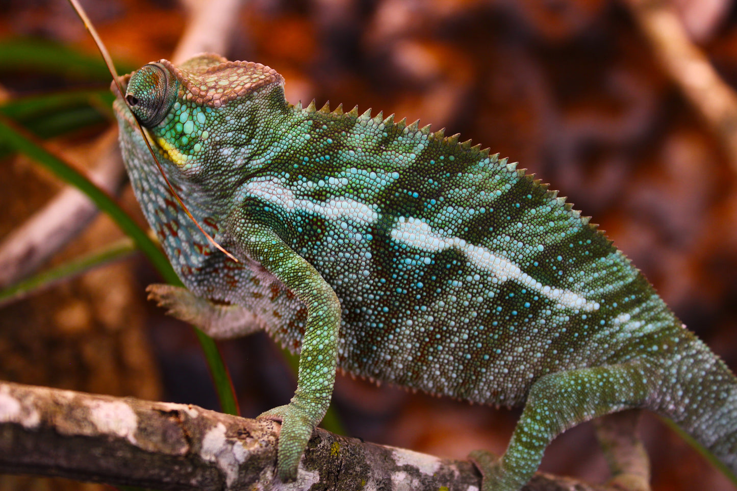 Ambanja Panther Chameleon