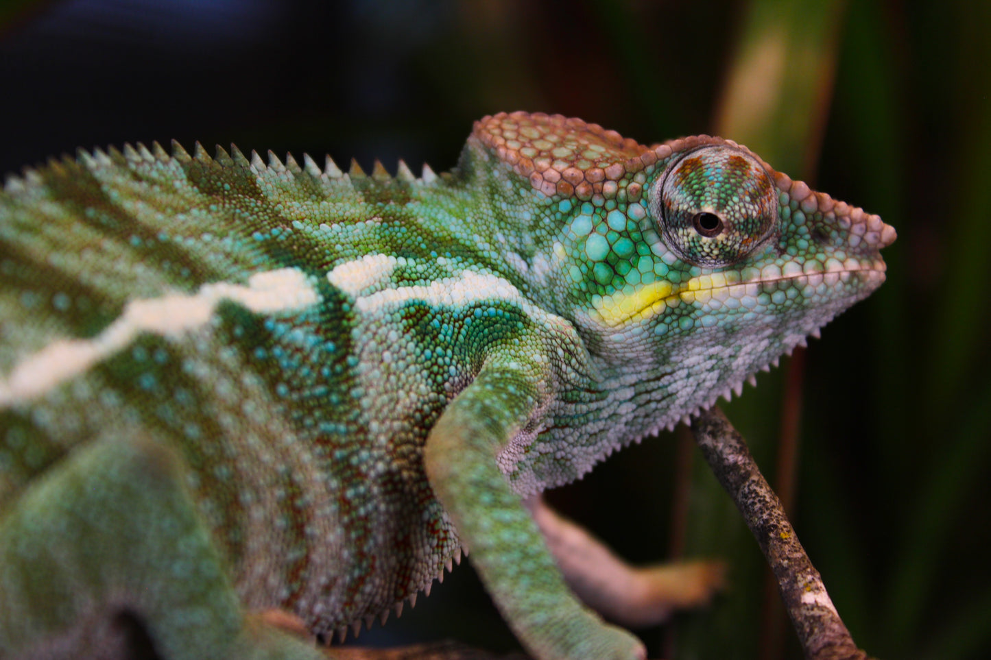 Ambanja Panther Chameleon