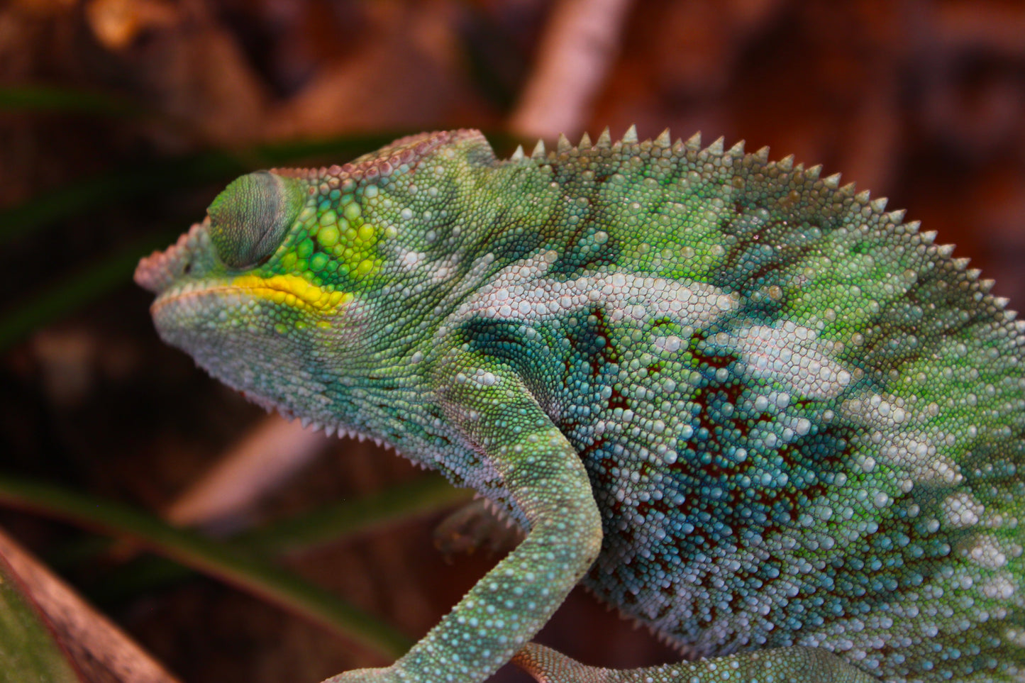 Ambanja x Ambilobe Panther Chameleon