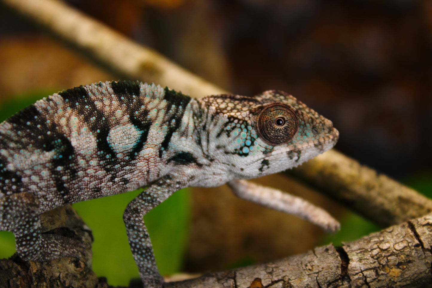 Designer Panther Chameleon