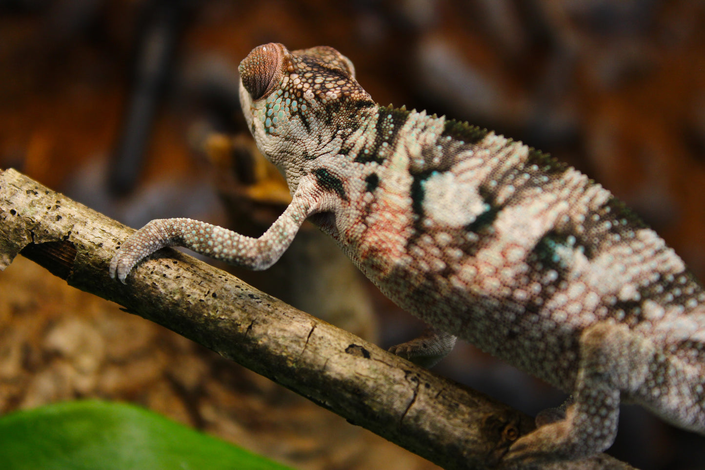 Designer Panther Chameleon