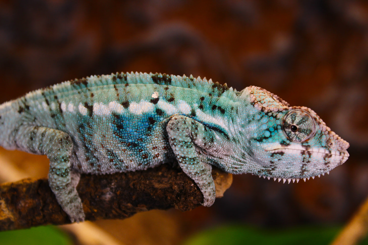 Blurple (Blue Ambanja) Panther Chameleon