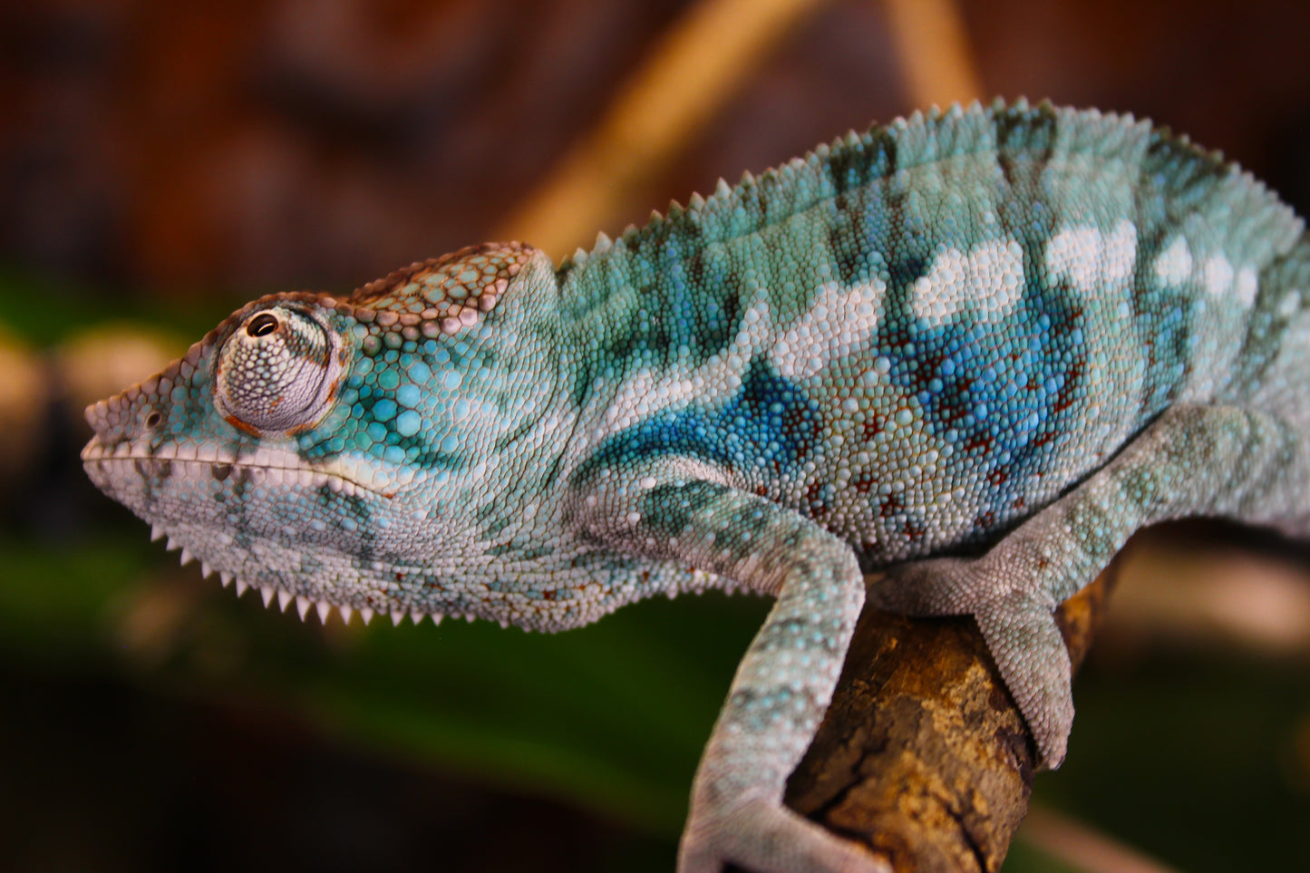 Blurple (Blue Ambanja) Panther Chameleon