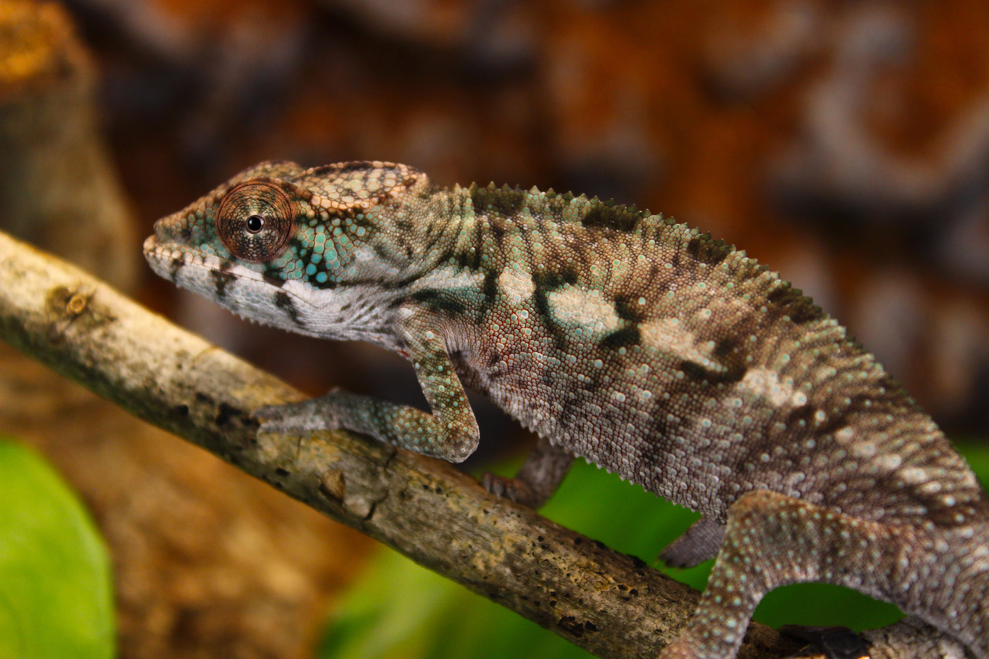 Designer Panther Chameleon
