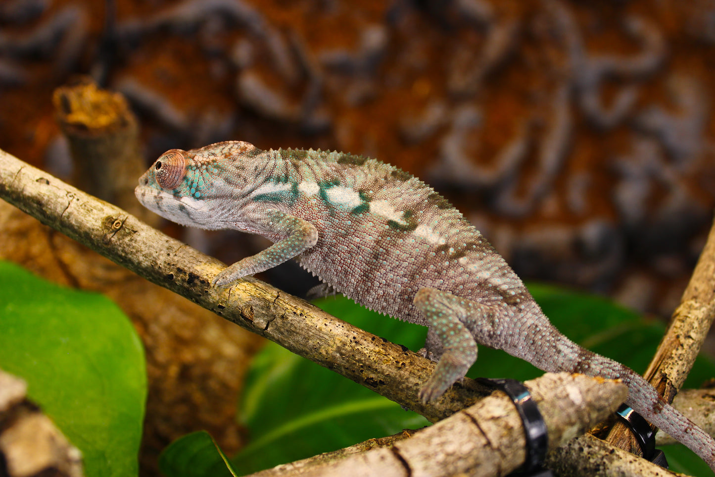 Designer Panther Chameleon