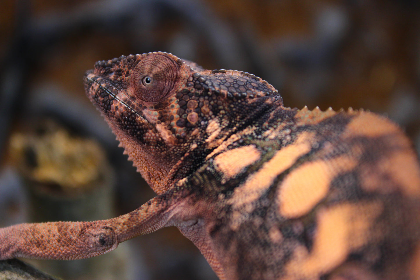Female Designer Panther Chameleon RTB