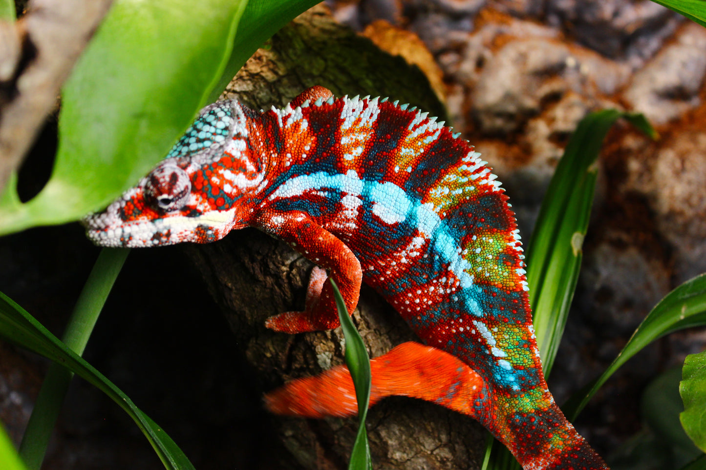 Designer Panther Chameleon