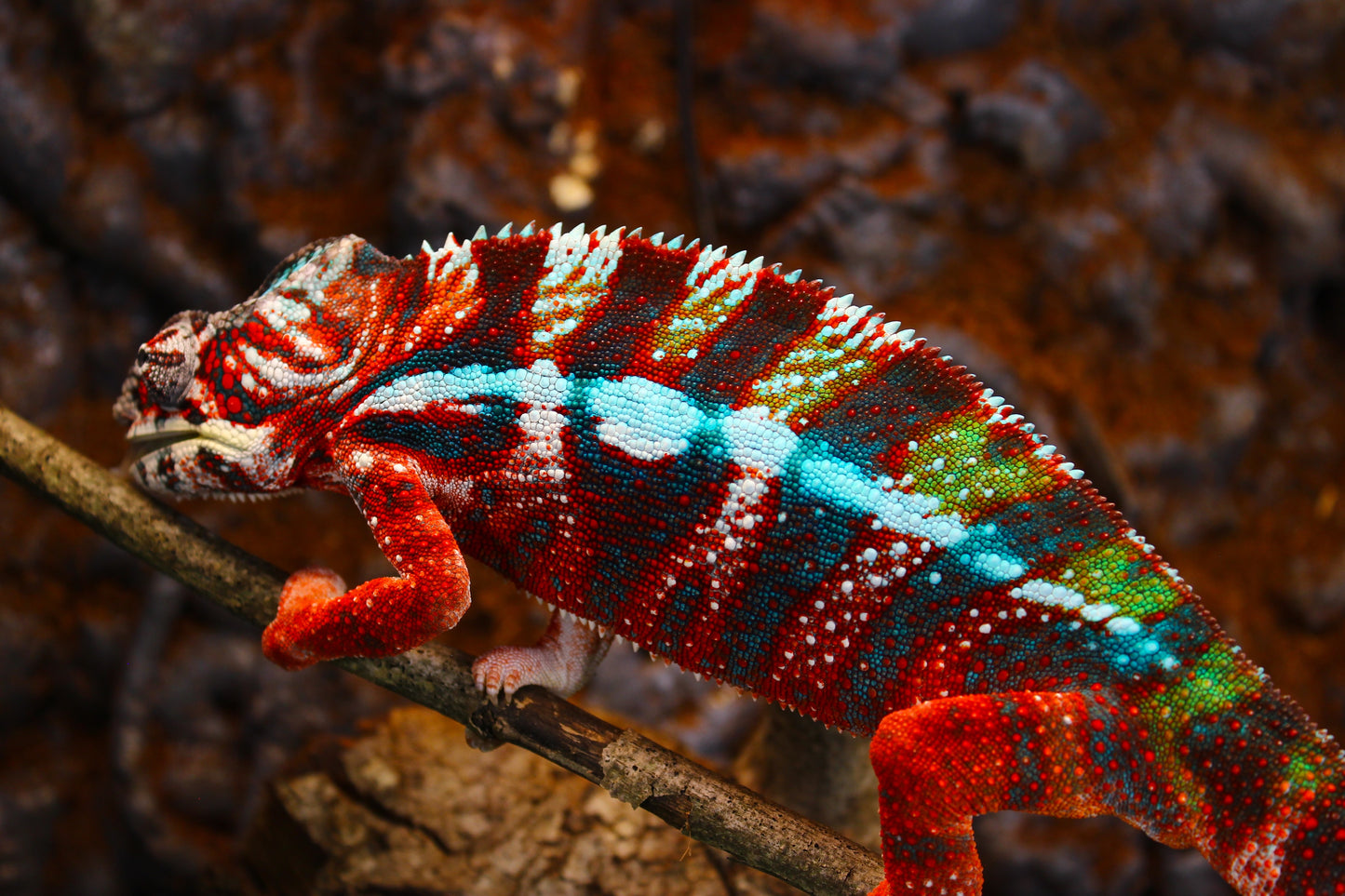 Designer Panther Chameleon