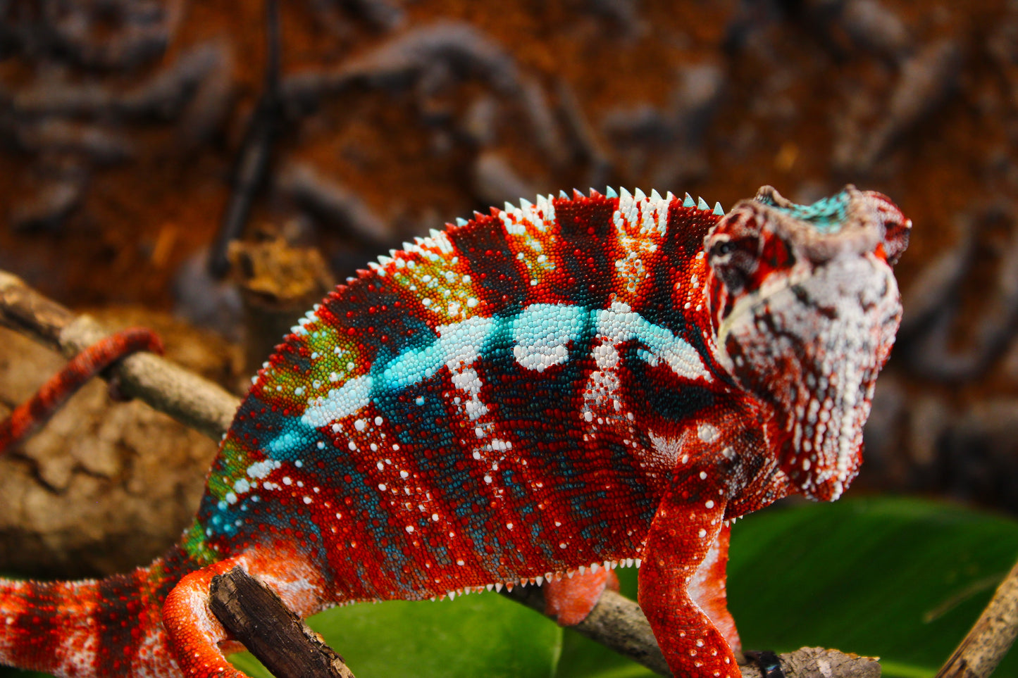 Designer Panther Chameleon