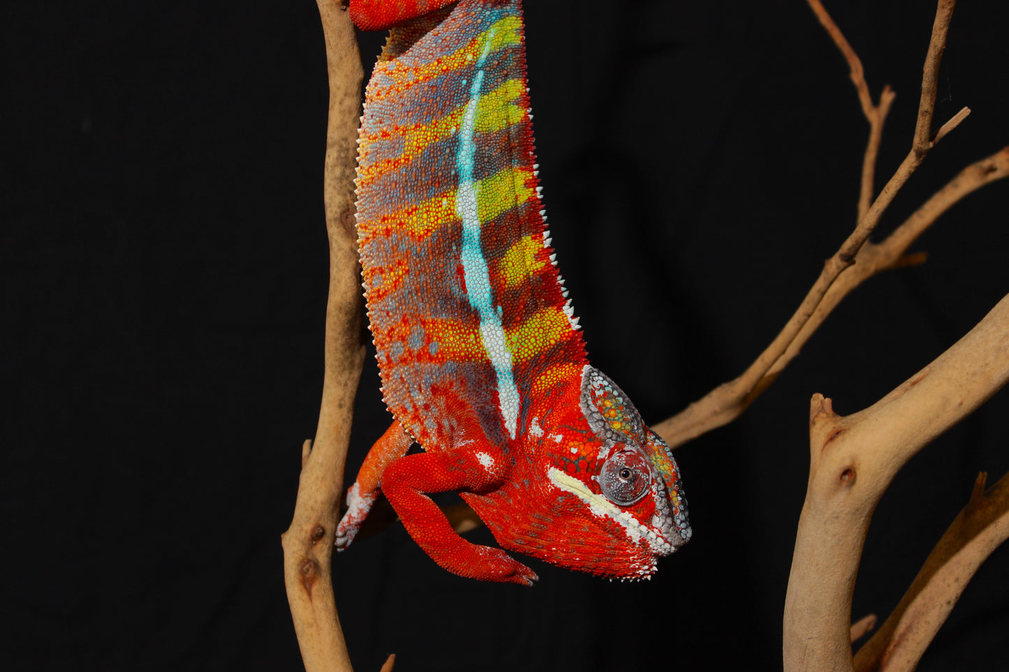 Ambilobe Panther Chameleon
