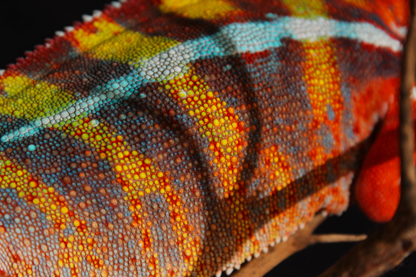 Ambilobe Panther Chameleon