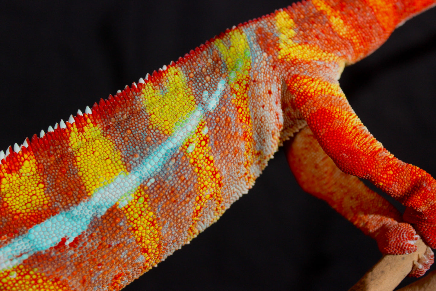 Ambilobe Panther Chameleon