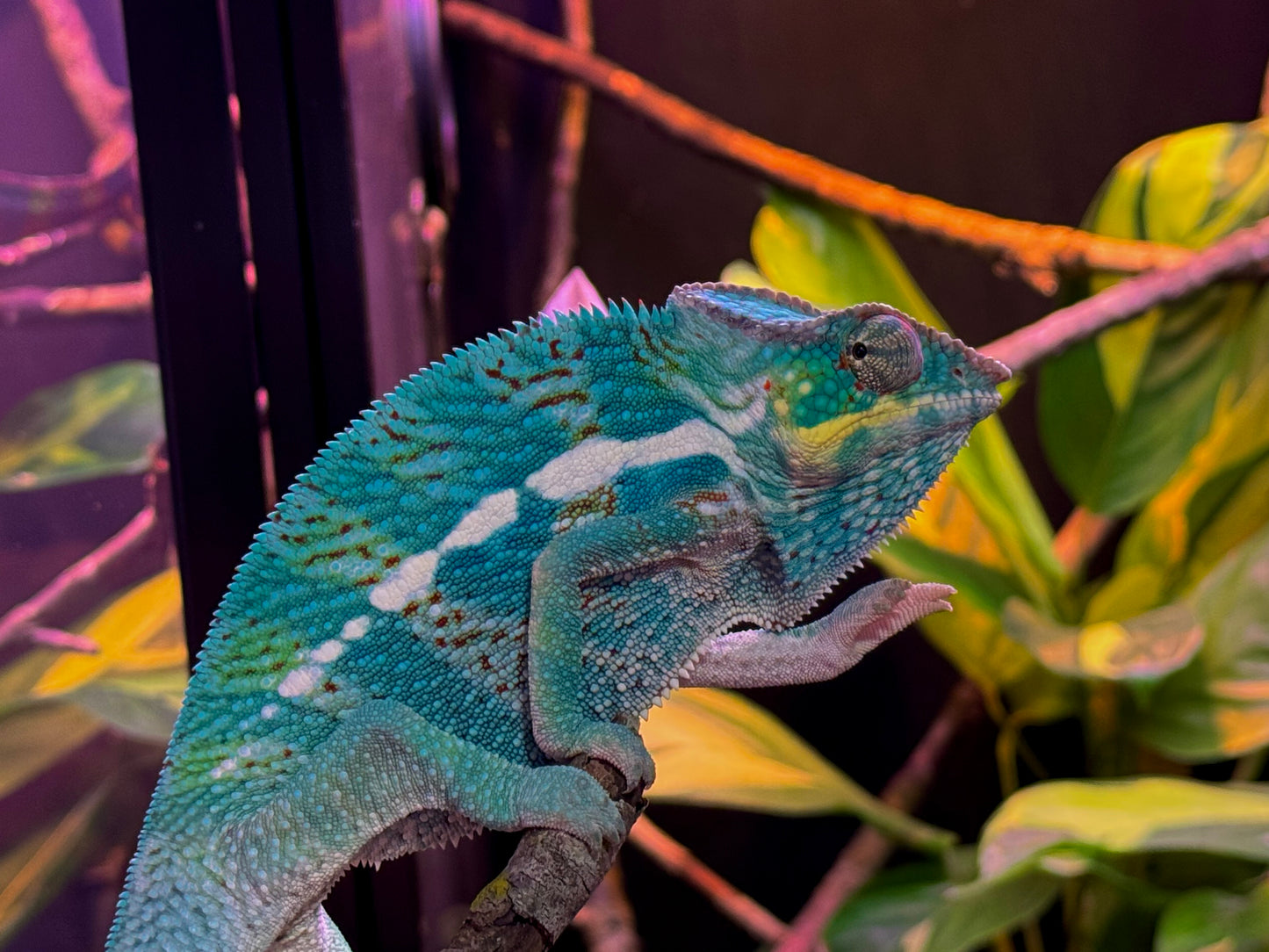 Nosy Faly Panther Chameleon