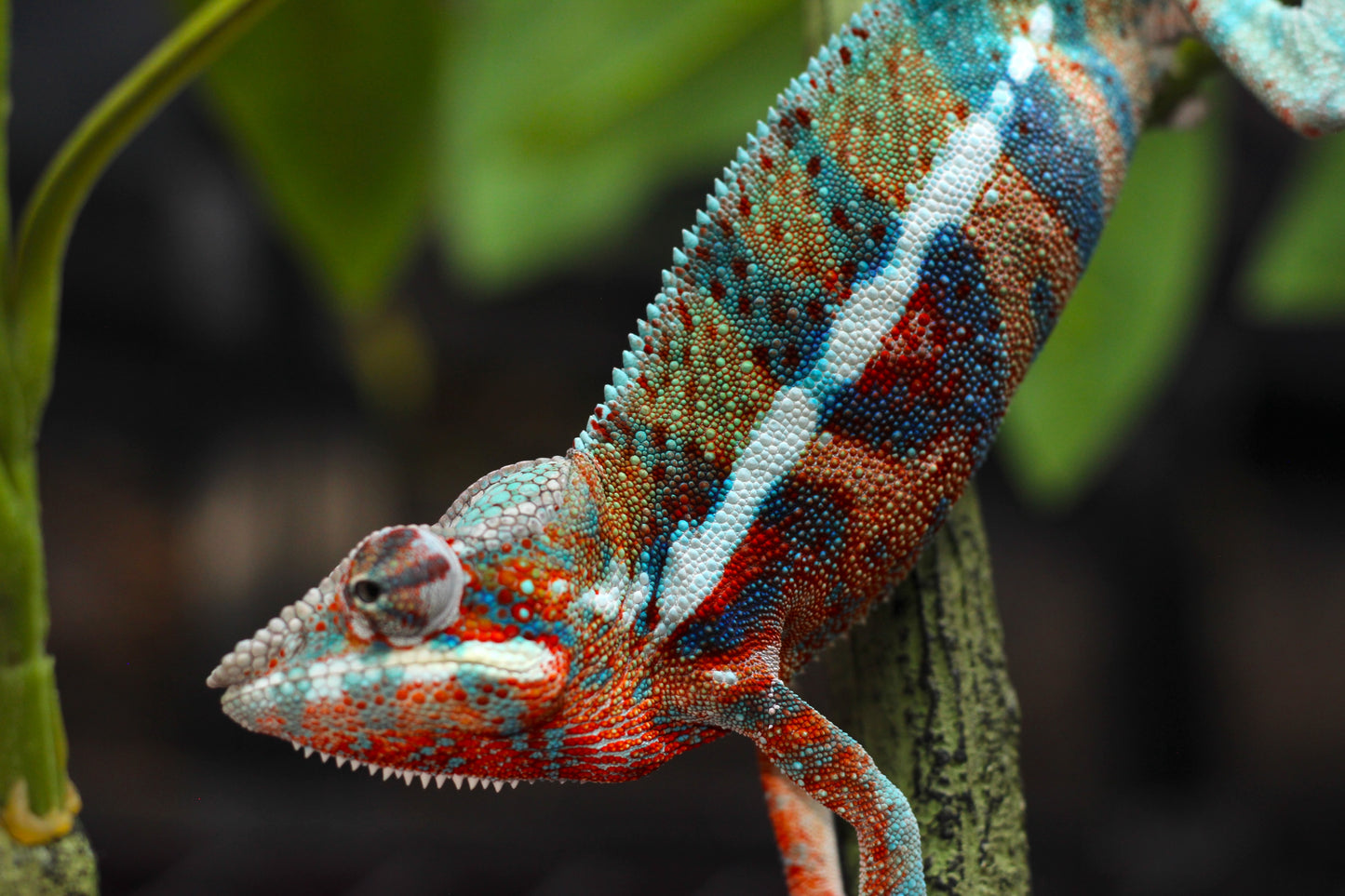 Blurple (Blue Ambanja) Panther Chameleon