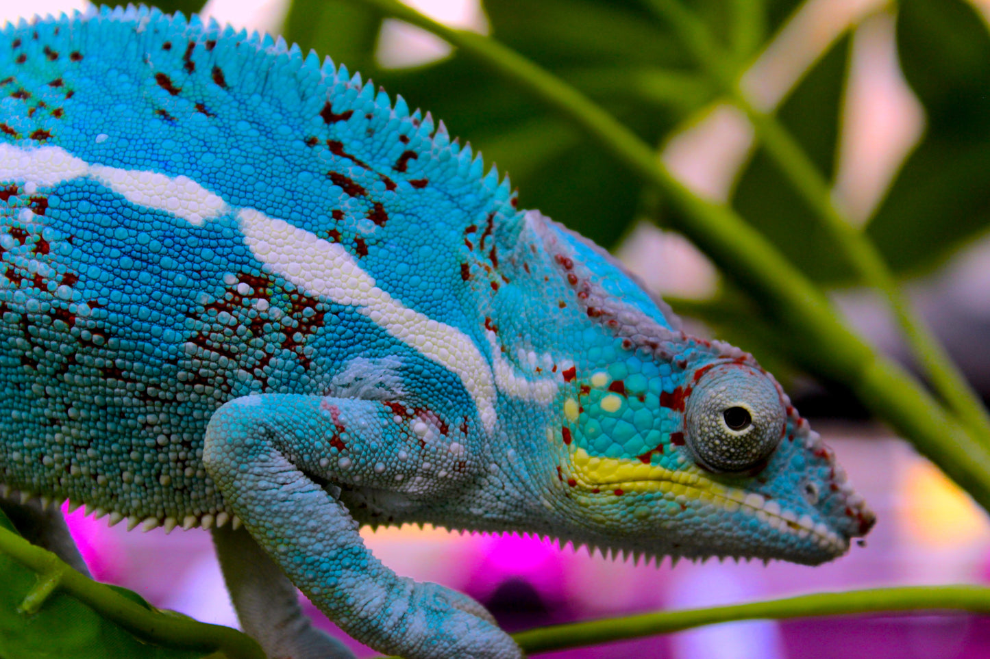 Nosy Faly Panther Chameleon