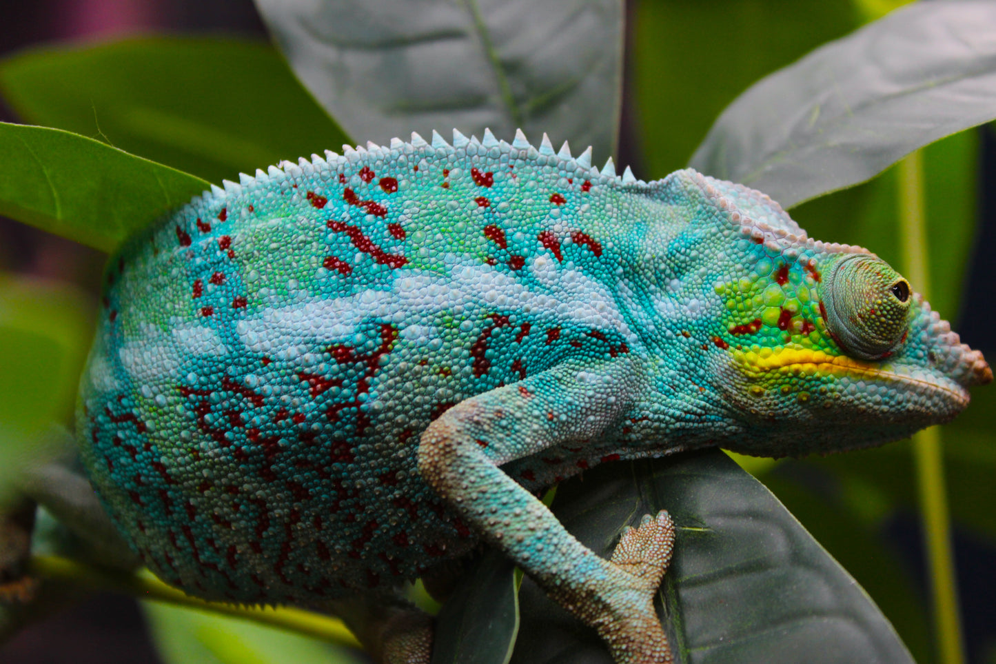 Ambanja Panther Chameleon