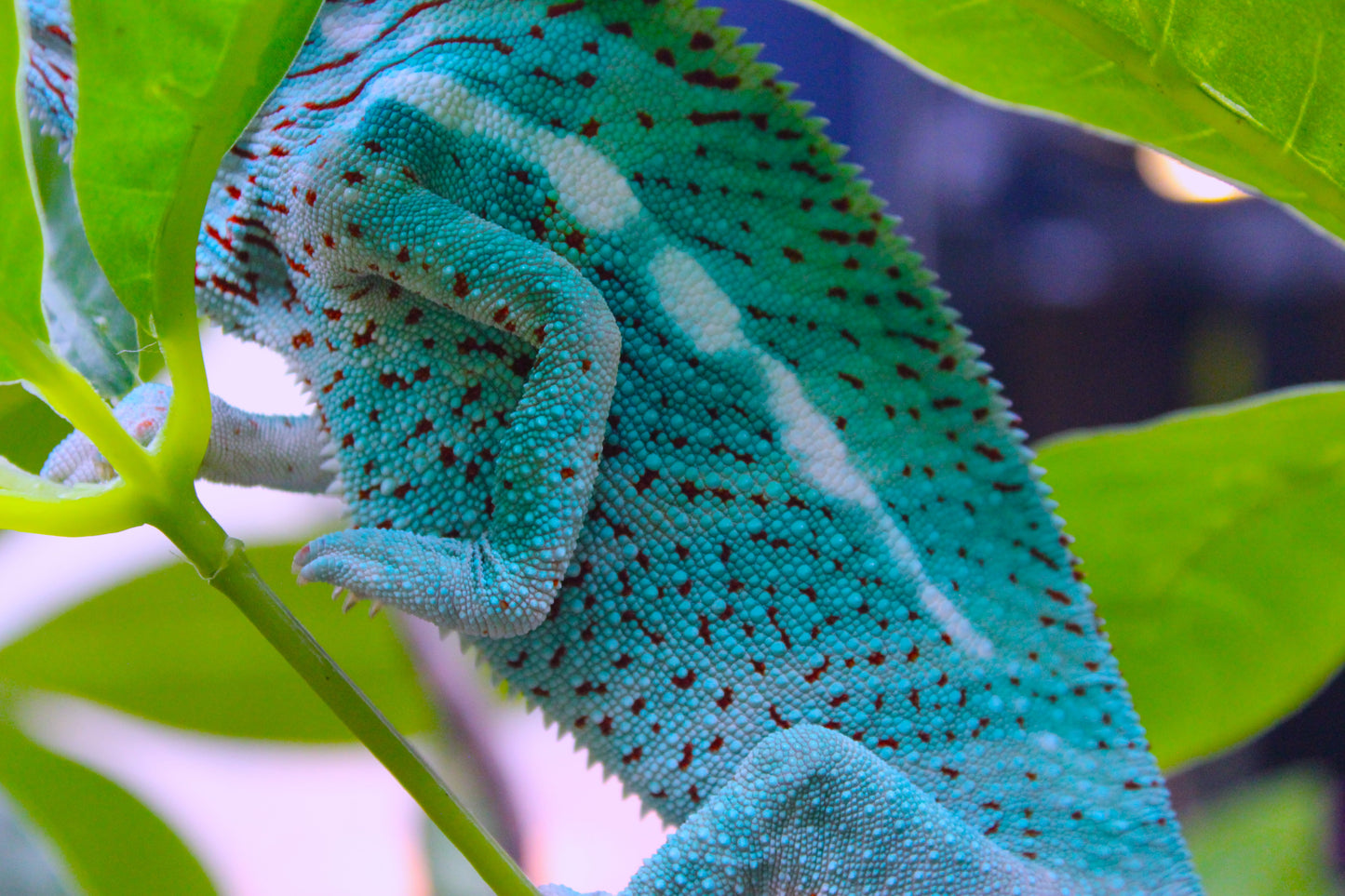 Ambanja x Ambilobe Panther Chameleon