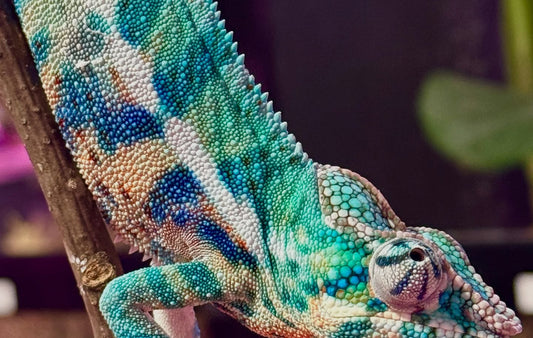 Blurple (Blue Ambanja) Panther Chameleon