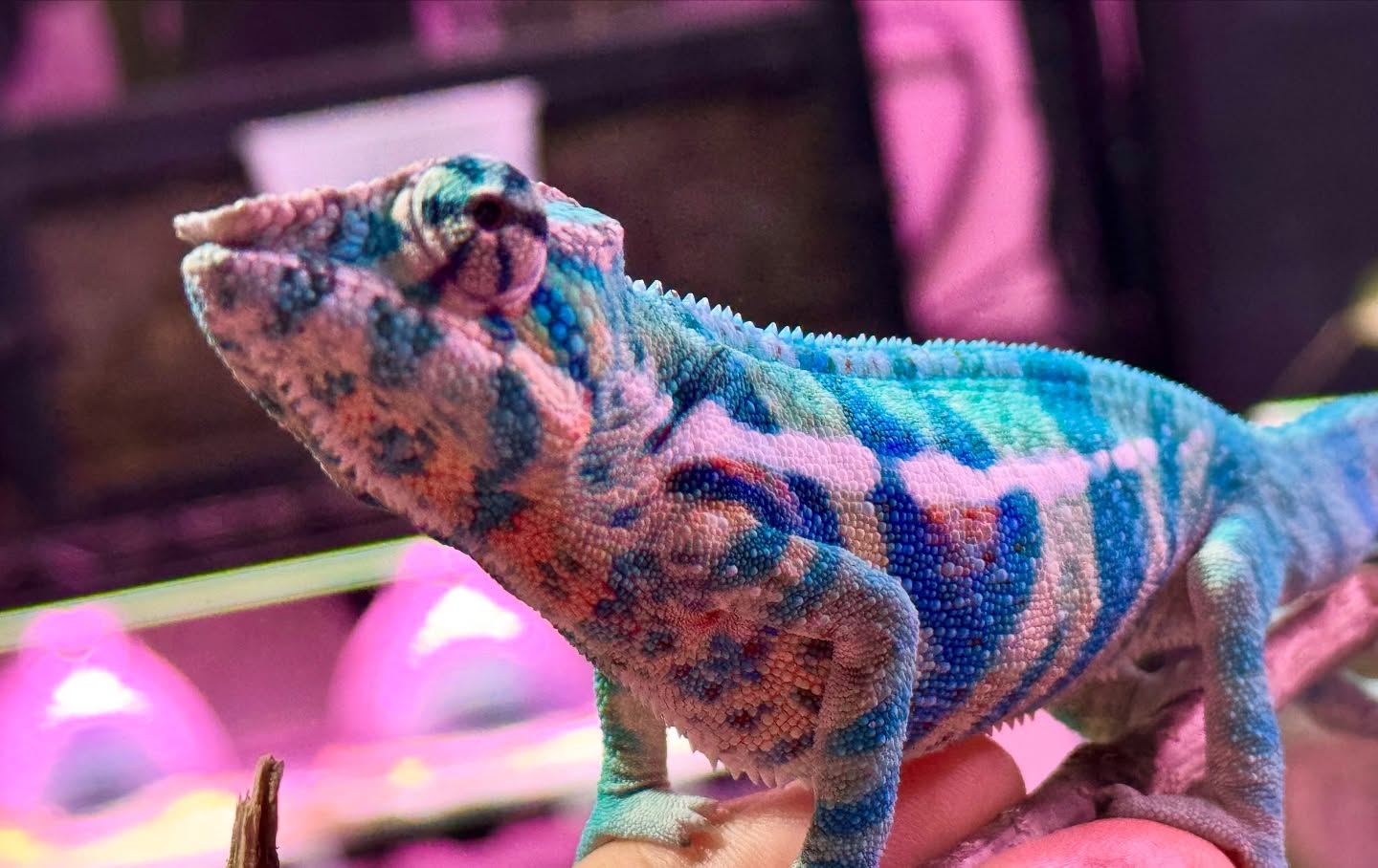 Blurple (Blue Ambanja) Panther Chameleon
