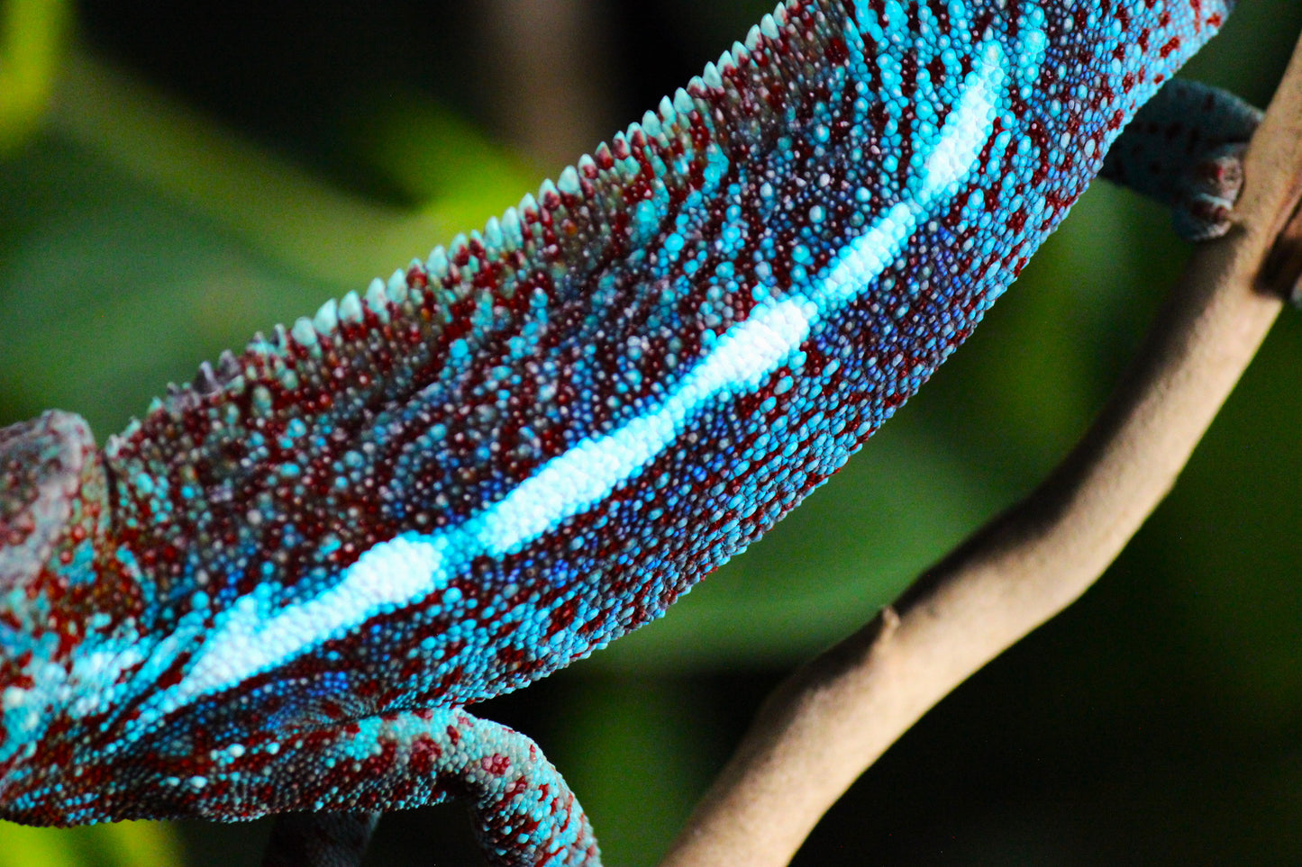 Blurple (Blue Ambanja) Panther Chameleon