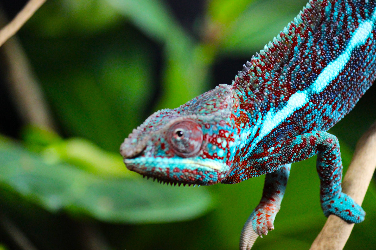 Blurple (Blue Ambanja) Panther Chameleon