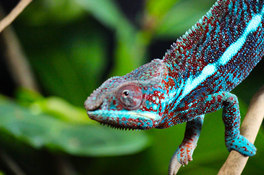 Blurple (Blue Ambanja) Panther Chameleon